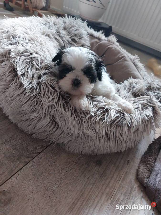 Shihtzu Shih Tzu Andrychów