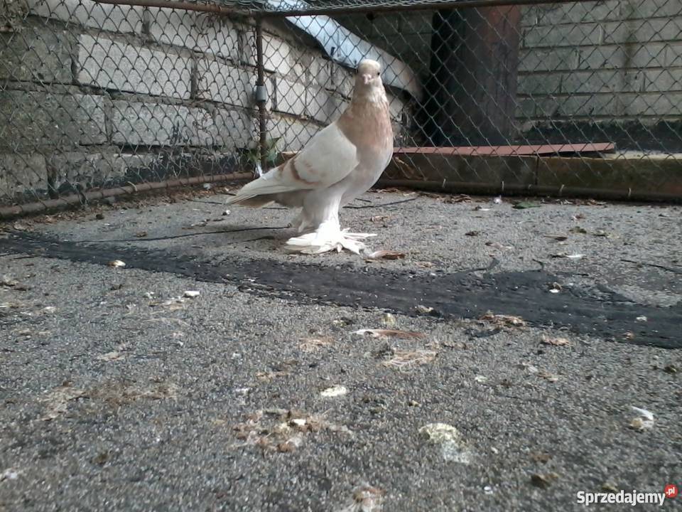 gołębie ozdobne blauwinder blauwindry Stare Strącze