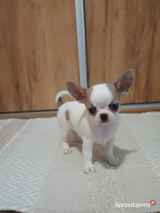 Chihuahua piękny chłopczyk Kleszczów