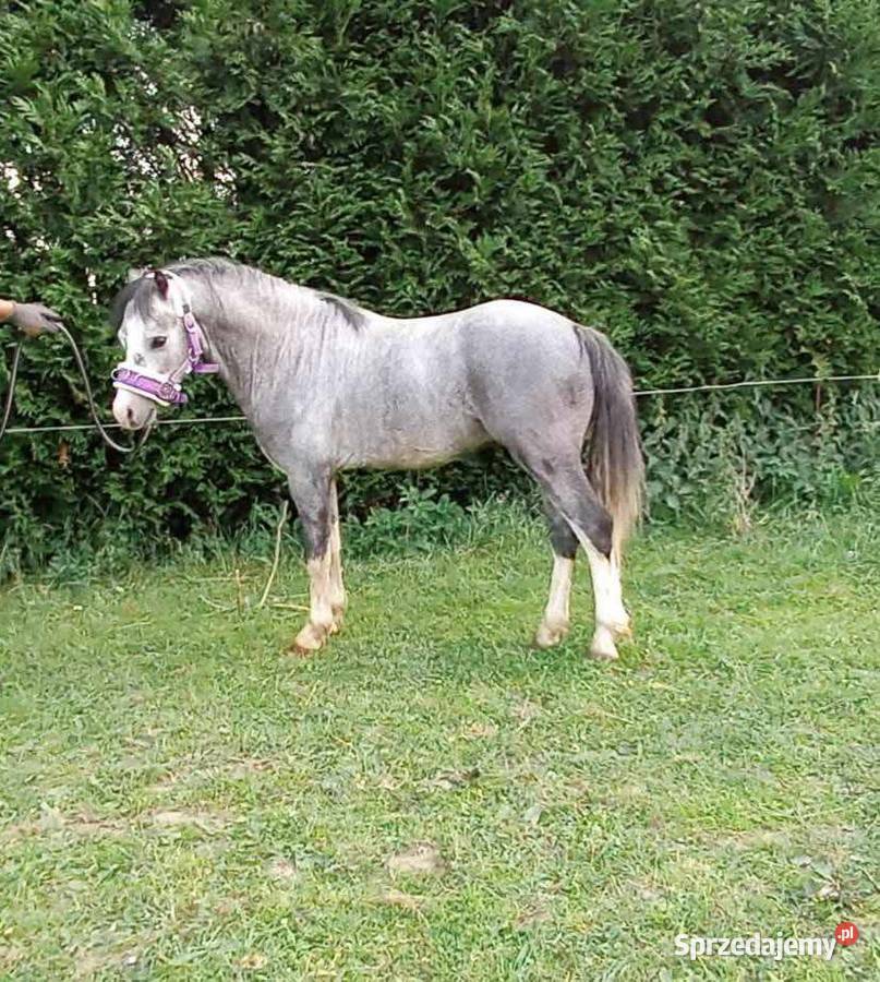 4letni Ogier Walijski opolskie Reńska Wieś