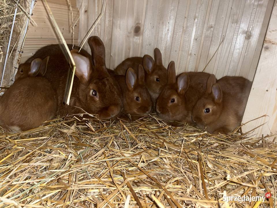 Nowozelandzki Czerwony Lubawa