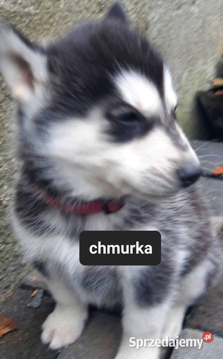 Szczeniaki syberiany husky Husky Reda