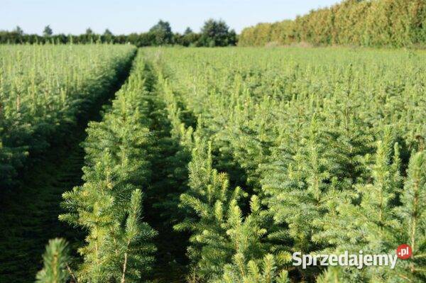 Świerk serbski Picea Omorica 2040 DONICZKA Rybnik sprzedam