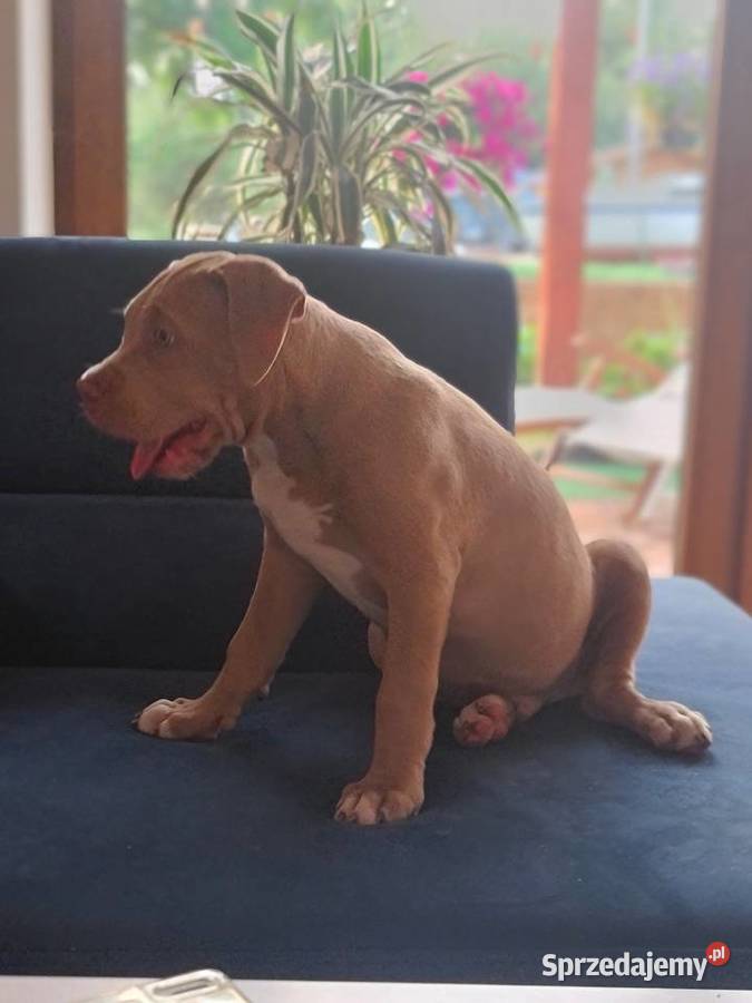 American bully XL Pozostałe sprzedam