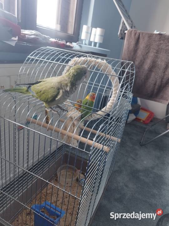 Mnicha Nizinna małopolskie Kraków