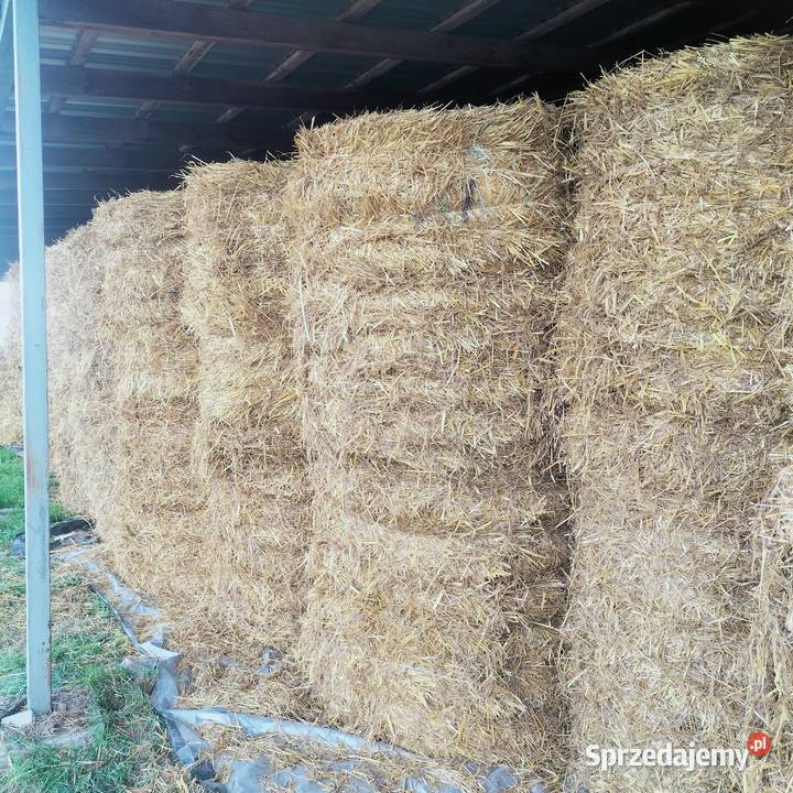Sprzedam słomę Żytnią i Owsiankę 120120 Rolnictwo sprzedam