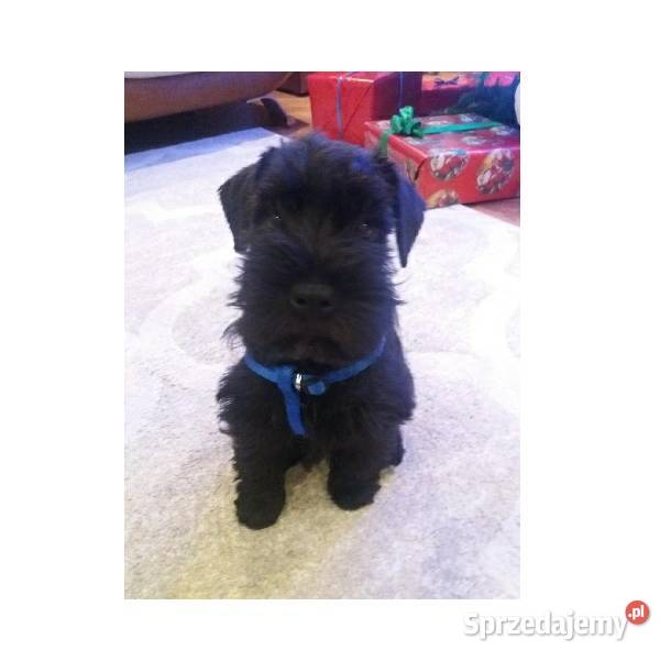 sznaucer czarny Sznaucer Szczucin