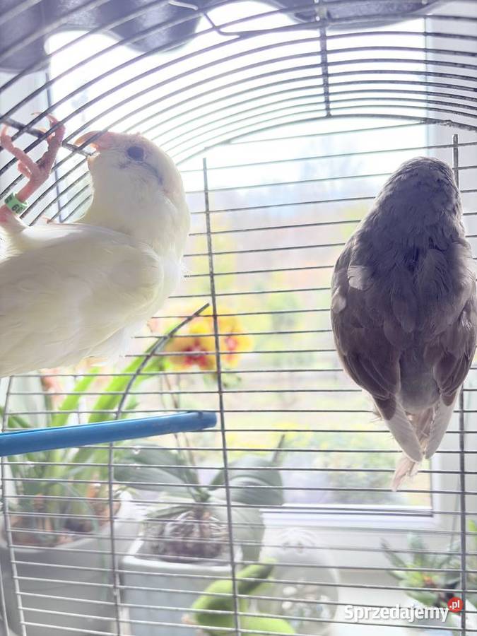 Papugi Modrolotki Ptaki