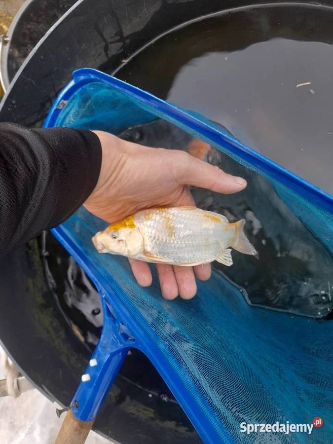 Rybki ozdobne karp koi Jesiotry albinos siewruga Konin