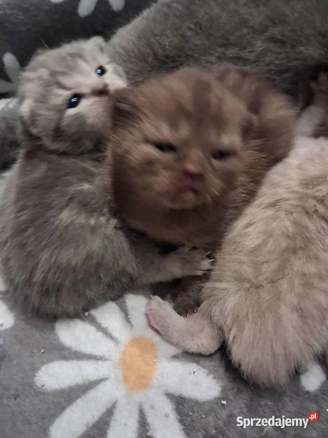 Kotki brytyjskie krótko wlose Miasteczko Śląskie sprzedam