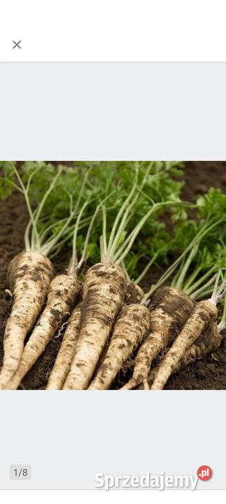 Podniczok PalczikRoznasol Zasolacznyj rosyjskie