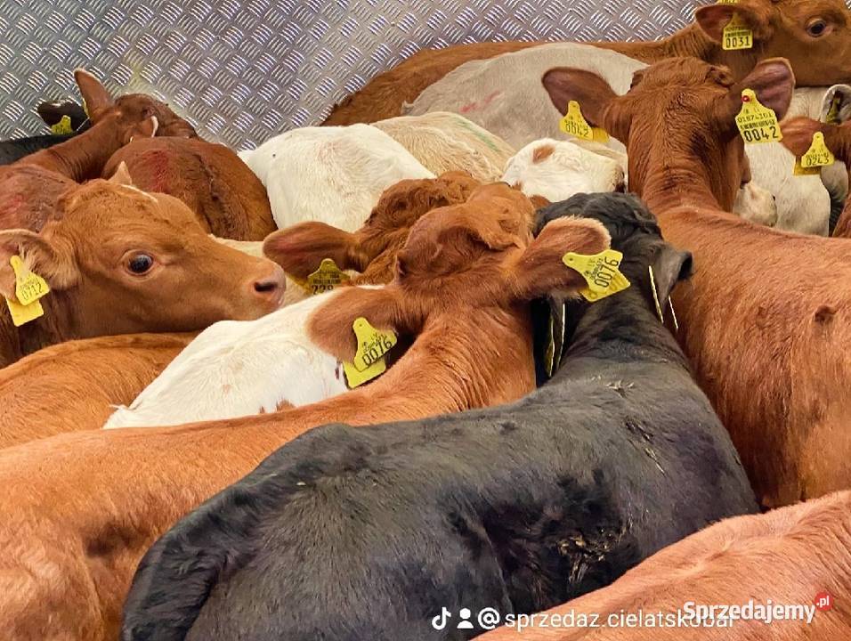 Sprzedaż cieląt mięsnych Płock