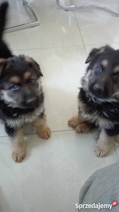 Szczeniaki owczarek niemiecki Owczarek dolnośląskie Świdnica