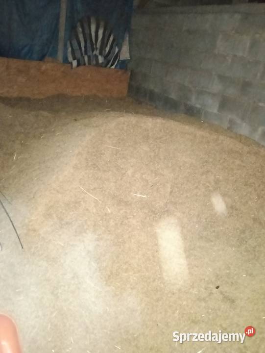 Owies ziarno 2025r Zbiór zamiennik pelletu na Rolnictwo kujawsko-pomorskie Golub-Dobrzyń sprzedam