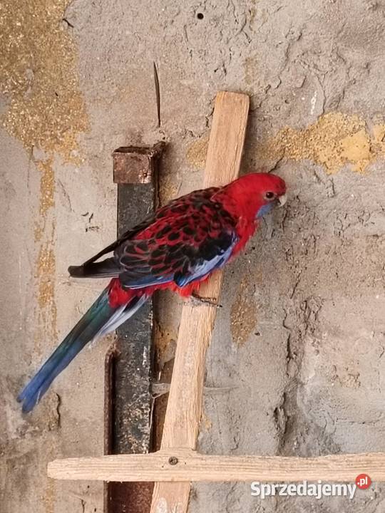 Sprzedam papugi różne świętokrzyskie Pińczów