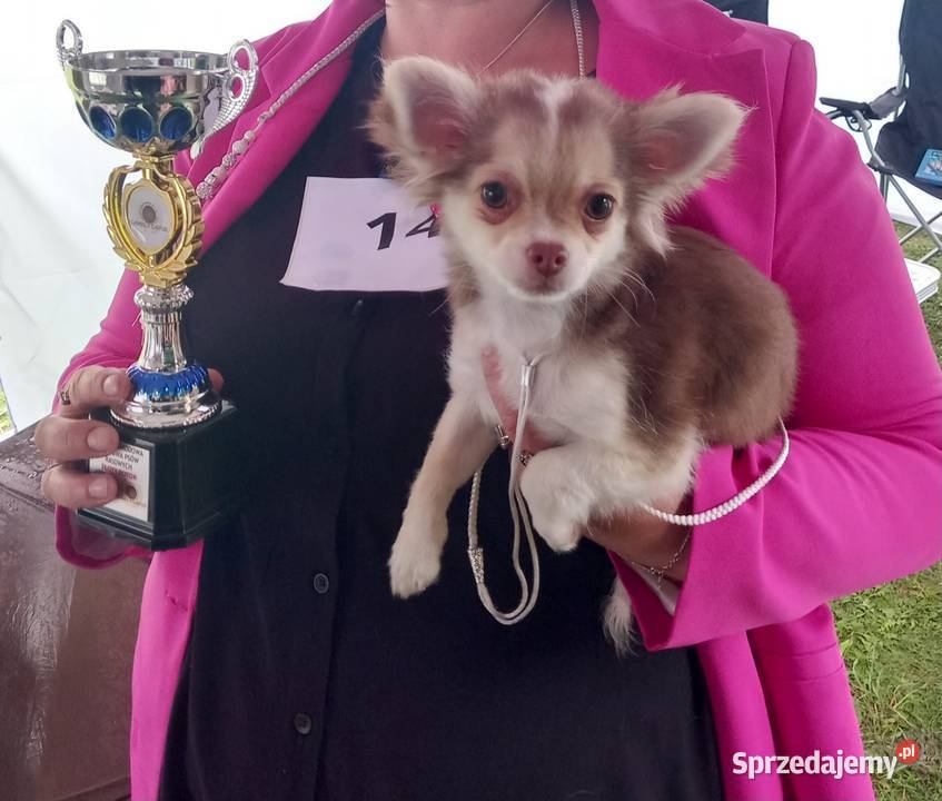 Chihuahua suczka opolskie