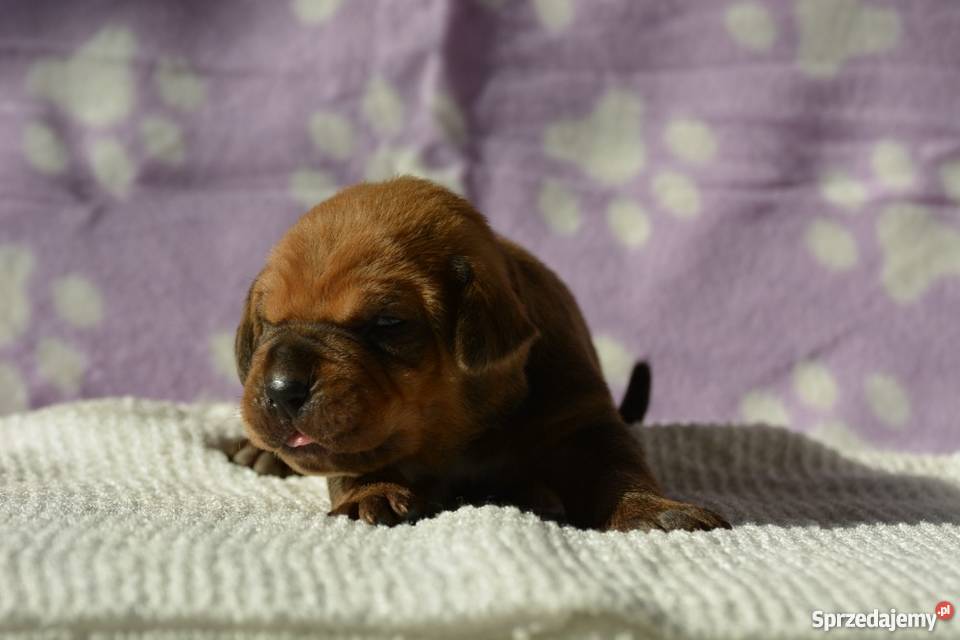 Tosa Inu szczenięta FCI Boboszów