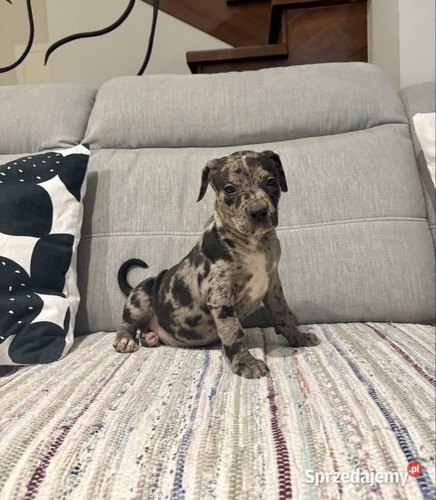 Amstaff Merle wielkopolskie