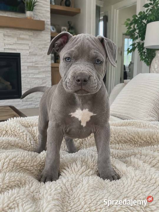 Amstaff blue Psy