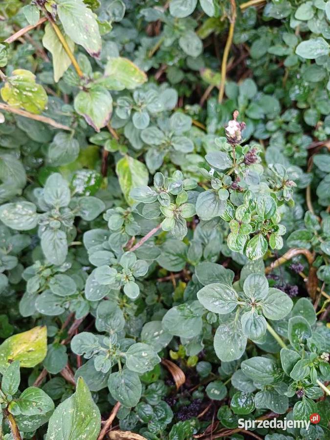 Oregano ziola sadzonka Zioła Dobrzyniewo Duże