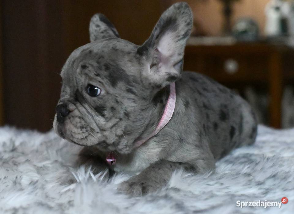 Buldog francuski sunia Gotowa do odbioru BLANKA Łódź