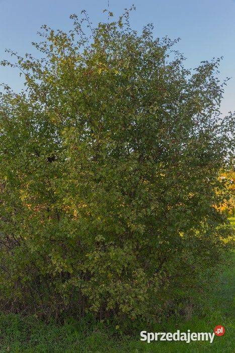 Głóg jednoszyjkowy Crataegus monogyna 90120 z