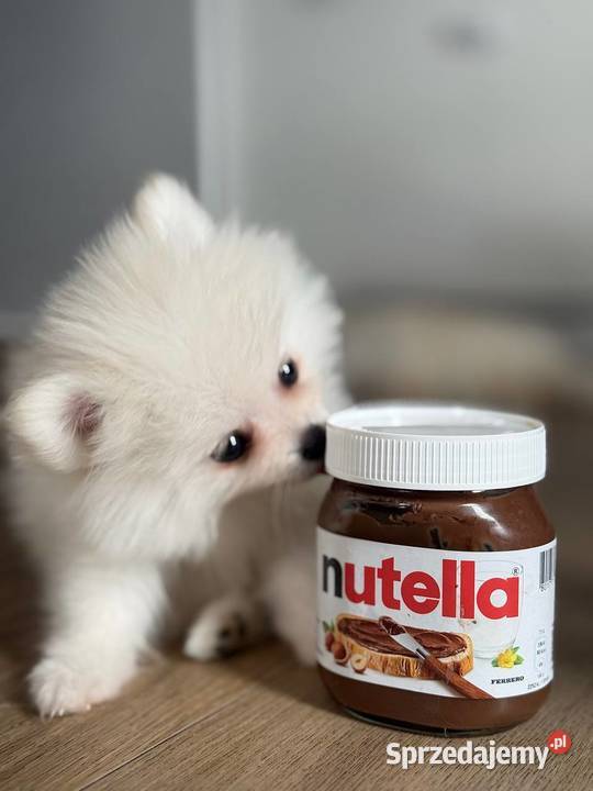 Szczeniaki rasy Szpic miniaturowy