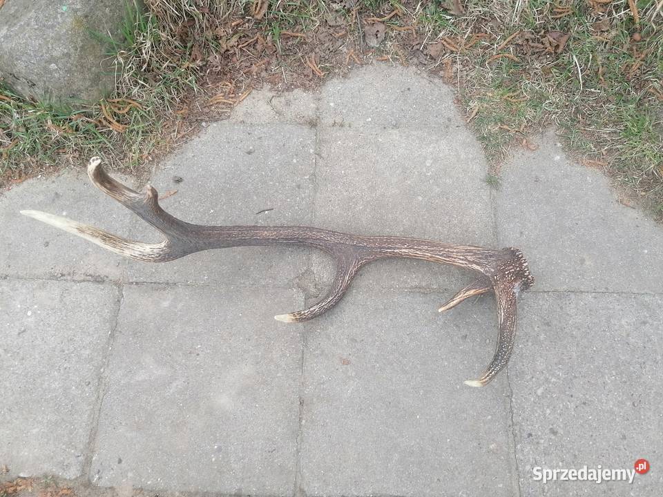 Poroże zachodniopomorskie Szczecin