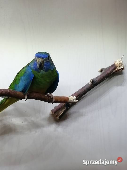 Łąkówki wspaniałe samiczki Turek