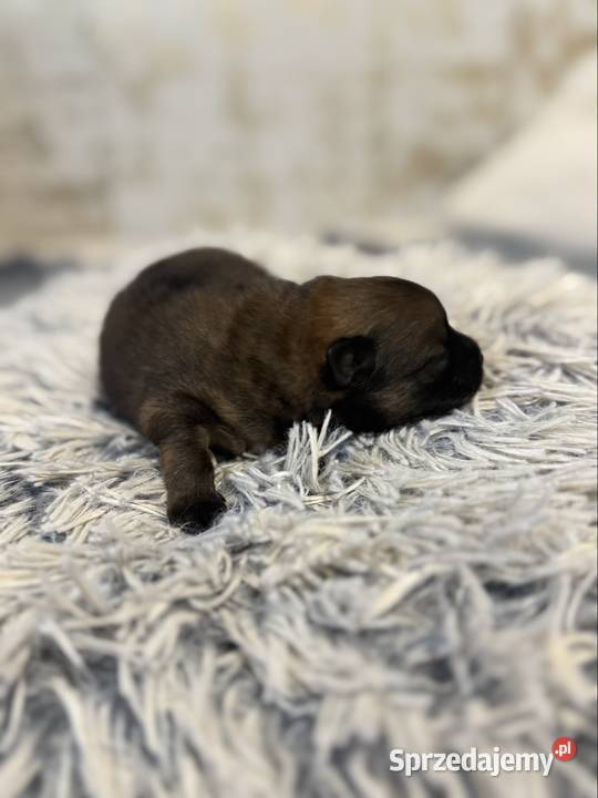 Szpic miniaturowy pomeranian Gliwice