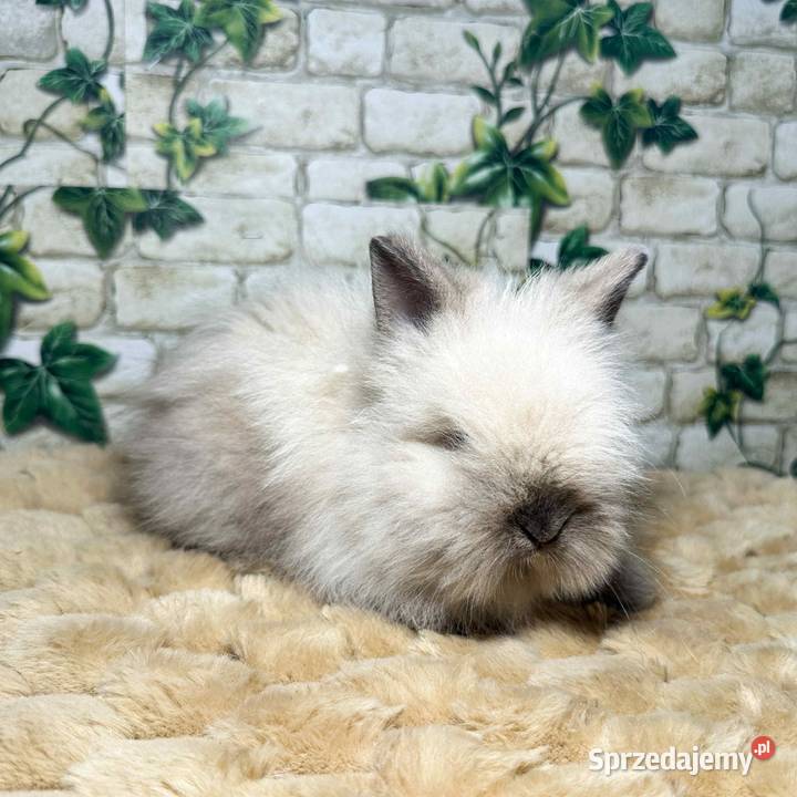 Króliczki miniaturki Karzełki Teddy dolnośląskie Wrocław