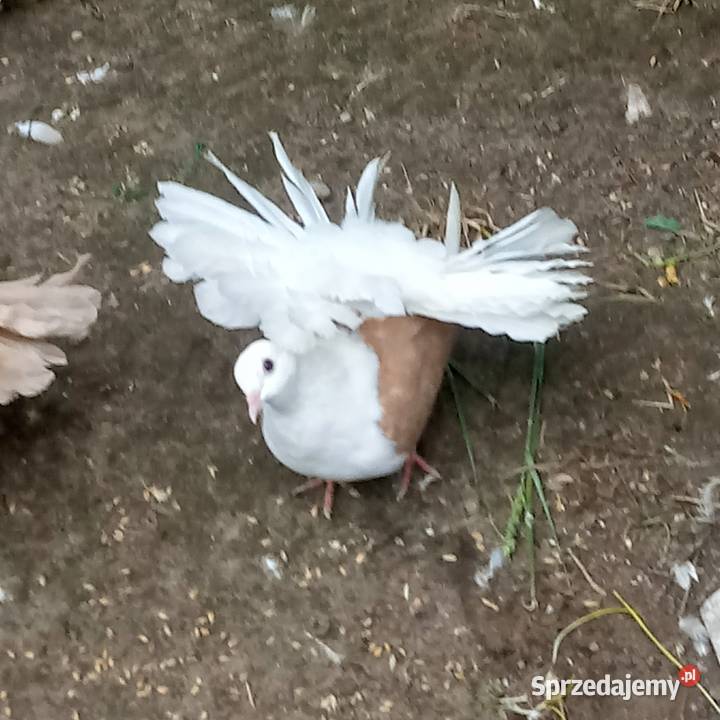Pawiki gołębie łódzkie Skierniewice sprzedam