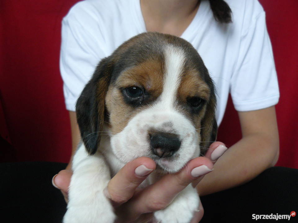 beagle szczenięra z rodowodem ZKwP FCI łódzkie