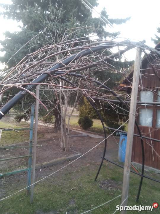 Działka rekreacyjna siatka mazowieckie Sochaczew