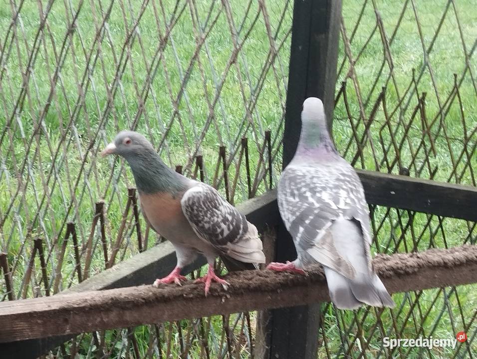 SKOWRONKI KOBURSKIE para Głogów