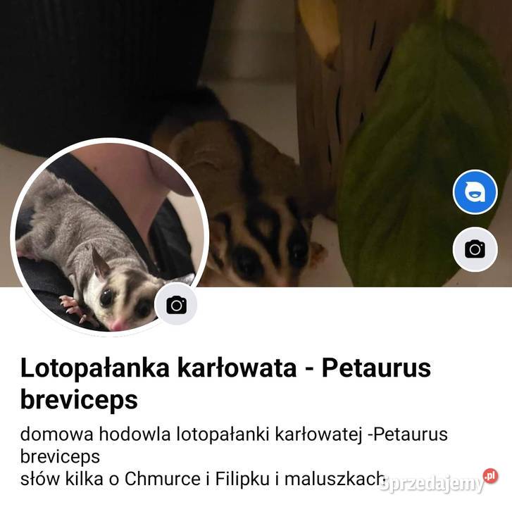 Lotopałanka karłowata sprzedam