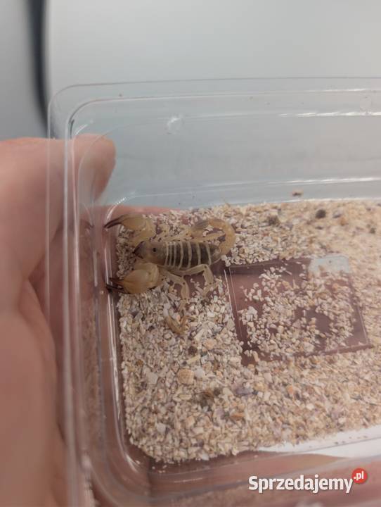 Scorpio maurus sprzedam