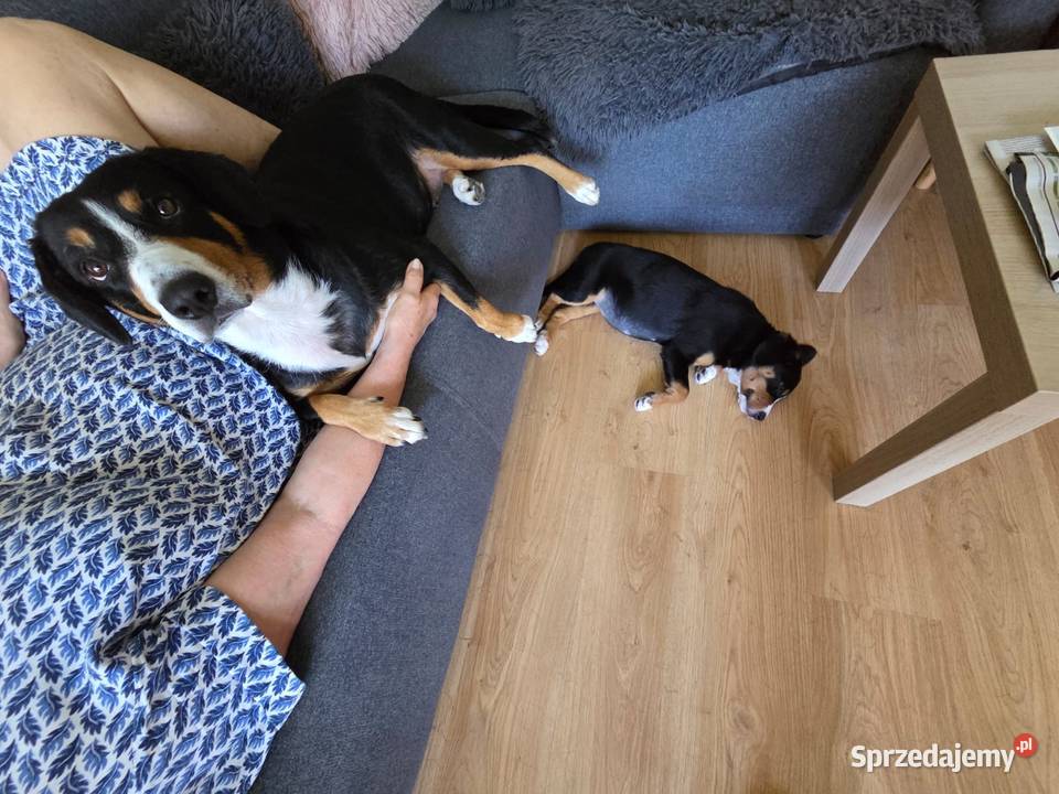Entlebucher szczeniaczek 25 miesięczna suczka Łódź sprzedam