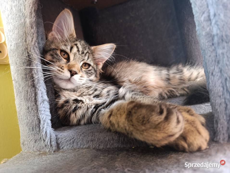 Kocurek Maine coon Krasnystaw
