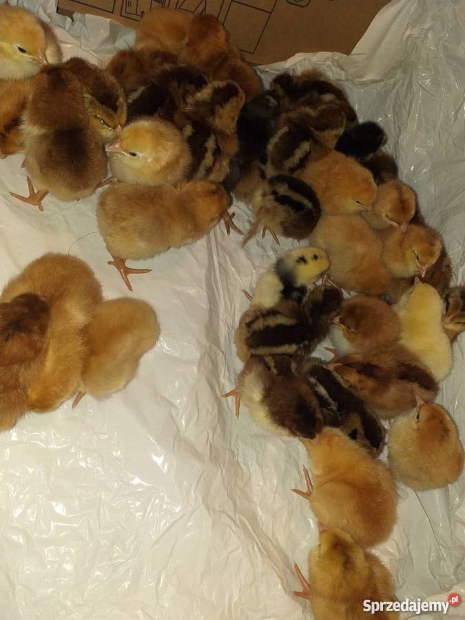 Kurczeta małopolskie Limanowa