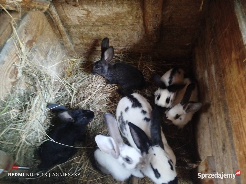 Króliki rasowe i mieszańce Hyżne