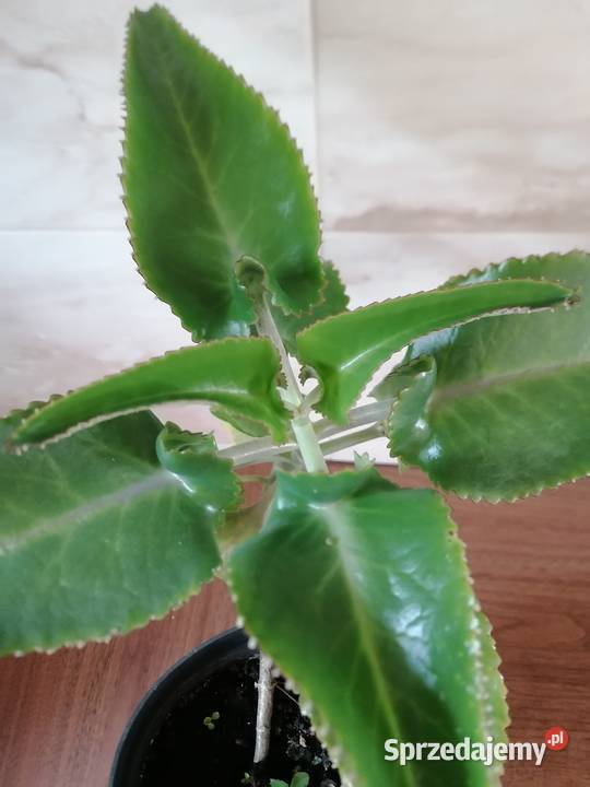 Żyworódka roślina do domowego leczeniaKwiaty Łódź