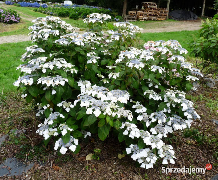 HORTENSJA WHITE WAVE sadzonki w doniczkach Ustronie