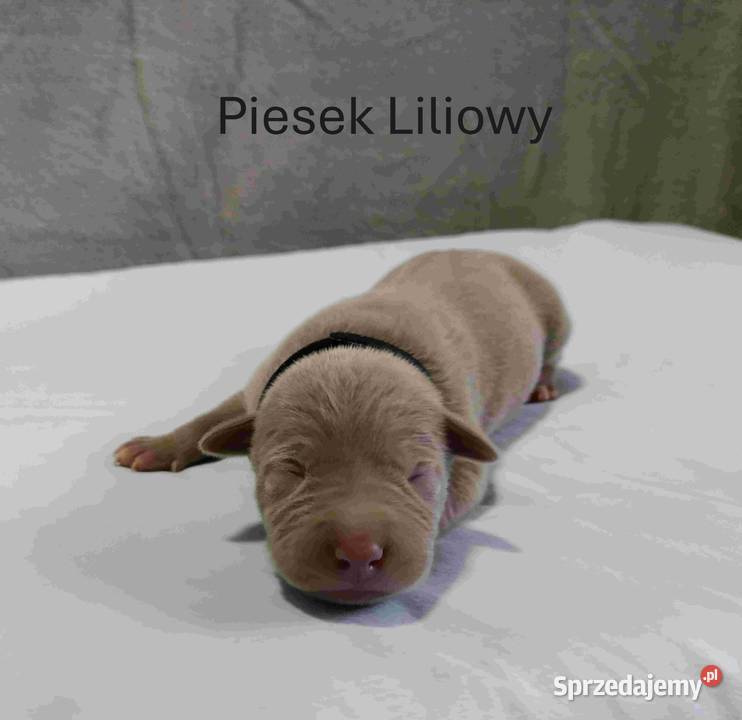 Szczeniaki American staffordshire terrier Psy Nieledew