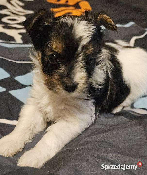 Biewer Yorkshire Terrier suczka pomorskie Somonino