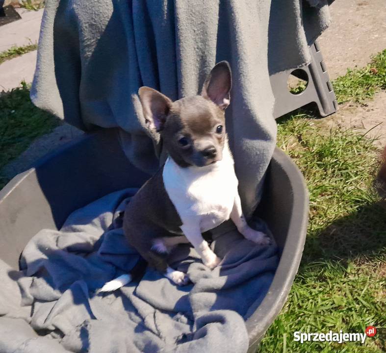 Błękitny piesek z posrebrzeniem i pozłoceniem Chihuahua Częstochowa