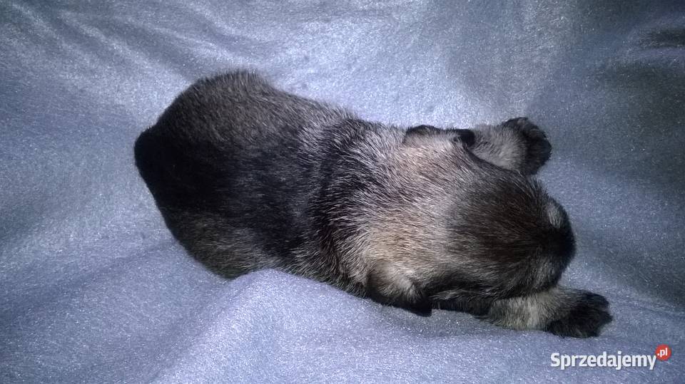 sznaucer miniaturowy szczenieta Lubień Kujawski