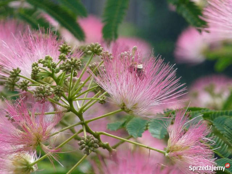 ALBICJA jedwabne perskie drzewo SADZONKI W kujawsko-pomorskie