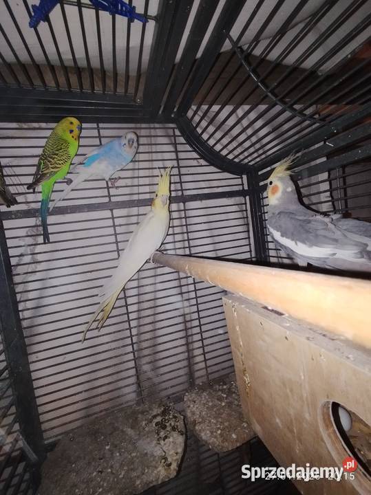 Papugi nimfy para Zwierzęta Żnin