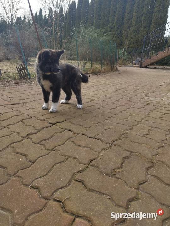 Akita inu pręgowana sunia Zkwp Rajszew